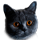 Mušlička